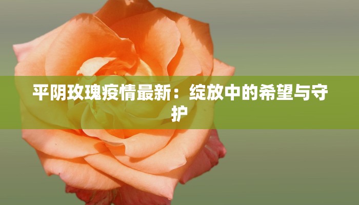 平阴玫瑰疫情最新：绽放中的希望与守护