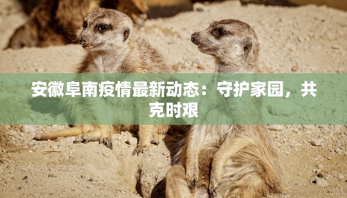 安徽阜南疫情最新动态：守护家园，共克时艰